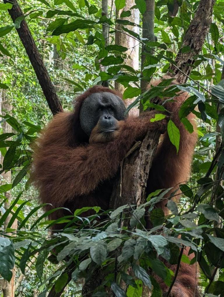 Landak River Guest House Only Trekking With Us Bukit Lawang Exterior photo
