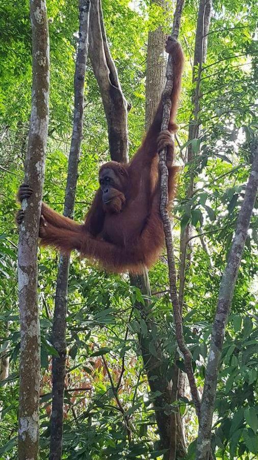 Landak River Guest House Only Trekking With Us Bukit Lawang Exterior photo